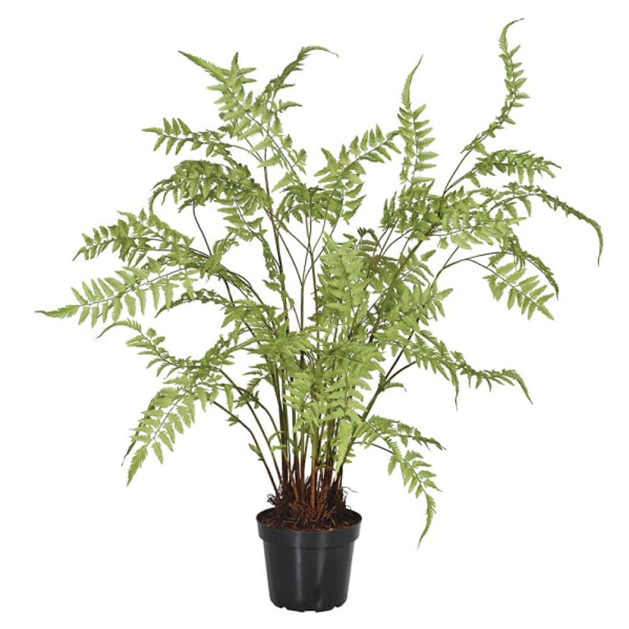 Large Tracheophyta Plant